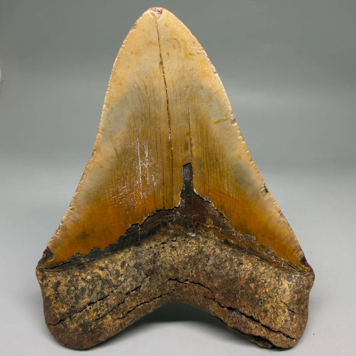 Back View Colorful, heart-shaped 5.32" Authentic Megalodon Tooth – North Carolina Fossil | Carcharocles megalodon megalodonteeth.com CM6713