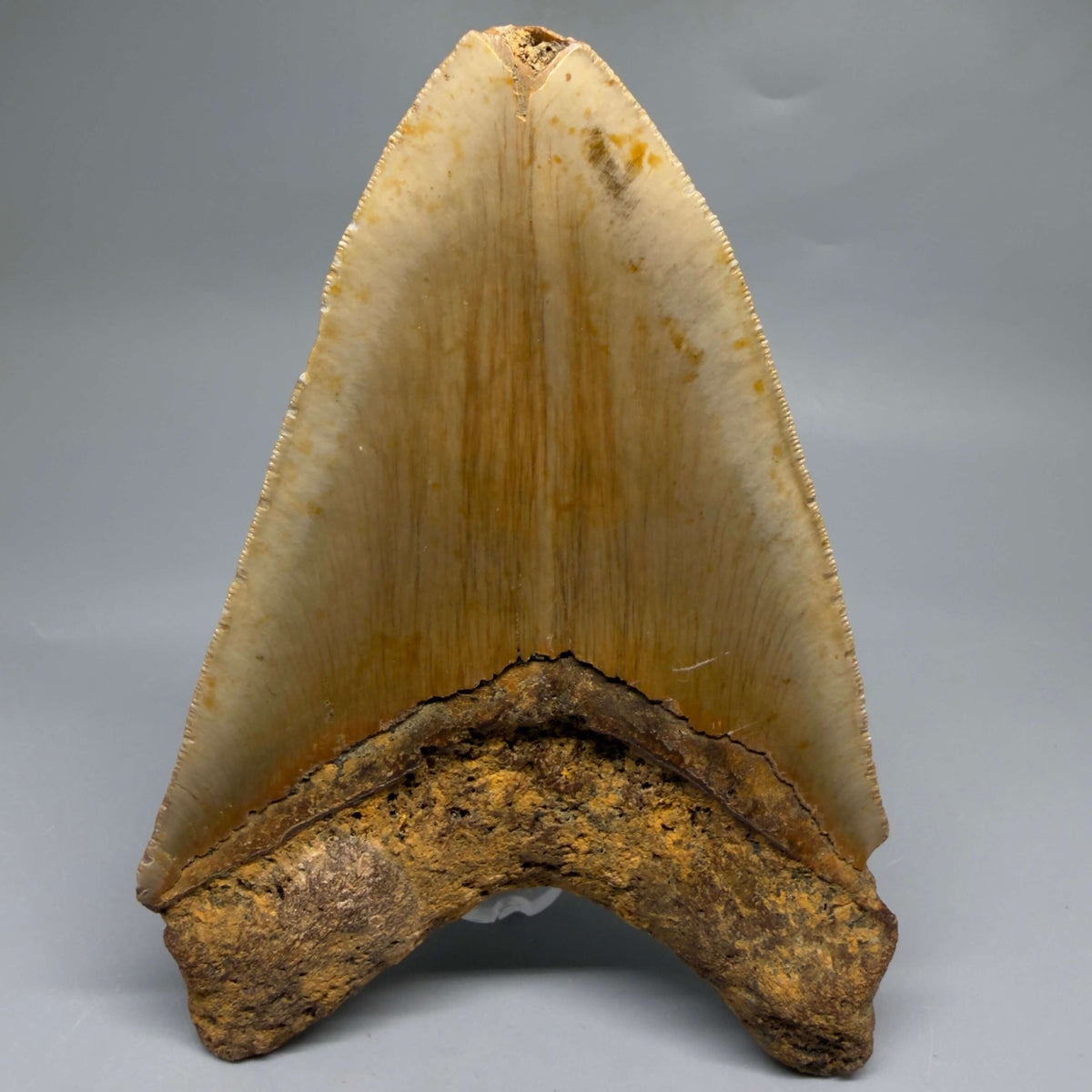 Back View Colorful, heart-shaped 5.73" Authentic Megalodon Tooth – North Carolina Fossil | Carcharocles megalodon megalodonteeth.com CM6717 