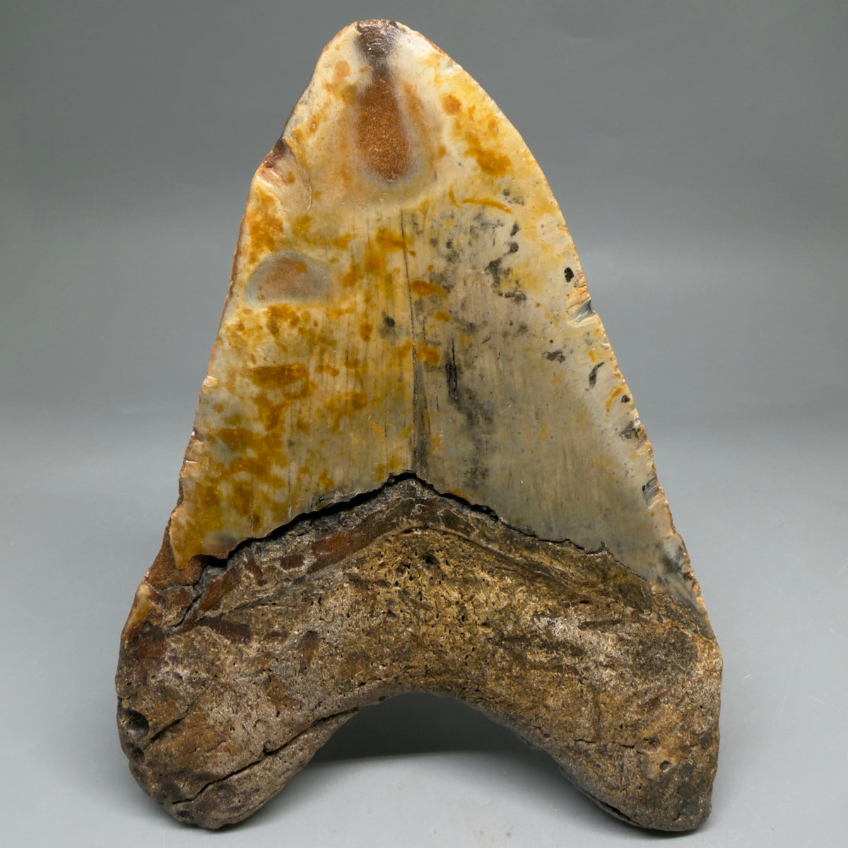 Back View Colorful, heart-shaped 5.75" Authentic Megalodon Tooth – North Carolina Fossil | Carcharocles megalodon megalodonteeth.com CM6716 