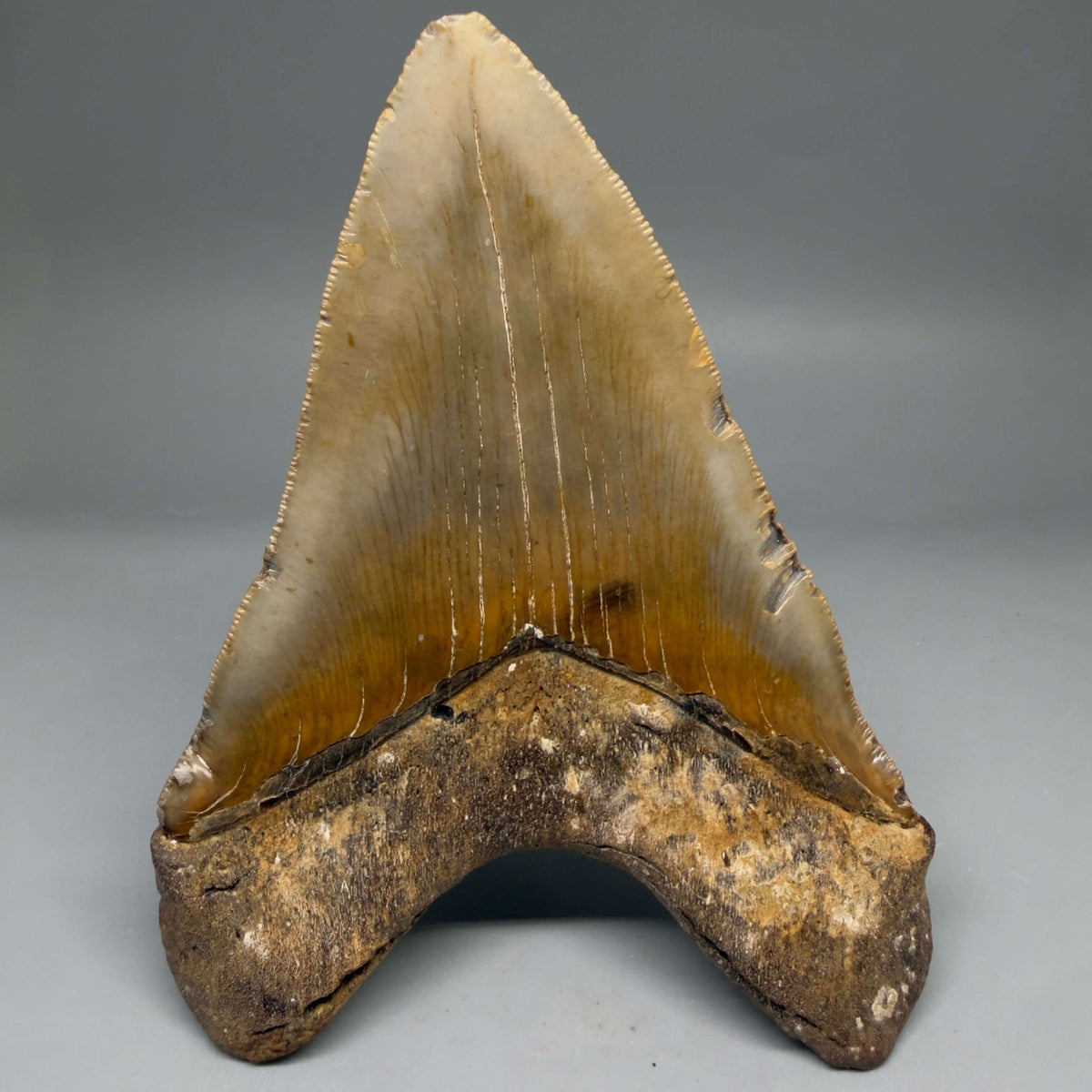 Back View Colorful, heart-shaped 5.90" Authentic Megalodon Tooth – North Carolina Fossil | Carcharocles megalodon megalodonteeth.com CM6718 