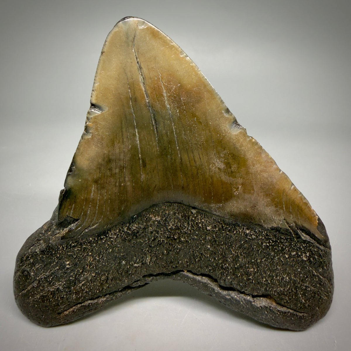 Back View Colorful, lateral 3.86" Fossil Megalodon Tooth from South Carolina megalodonteeth.com CM6573