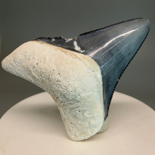 Colorful 2.04" Sharply Serrated Fossil Megalodon Tooth from Bone Valley, FL MJ190 - Front 