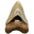 Megalodon Jaws logo
