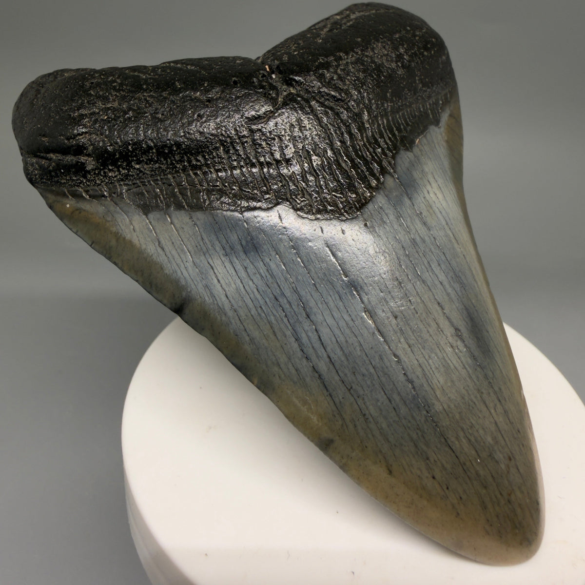 Front Left View Colorful 3.80" Fossil Megalodon Tooth from South Carolina megalodonteeth.com CM6570