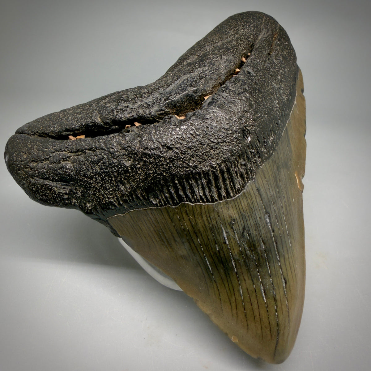 Front Left View Colorful, lateral 3.86" Fossil Megalodon Tooth from South Carolina megalodonteeth.com CM6573