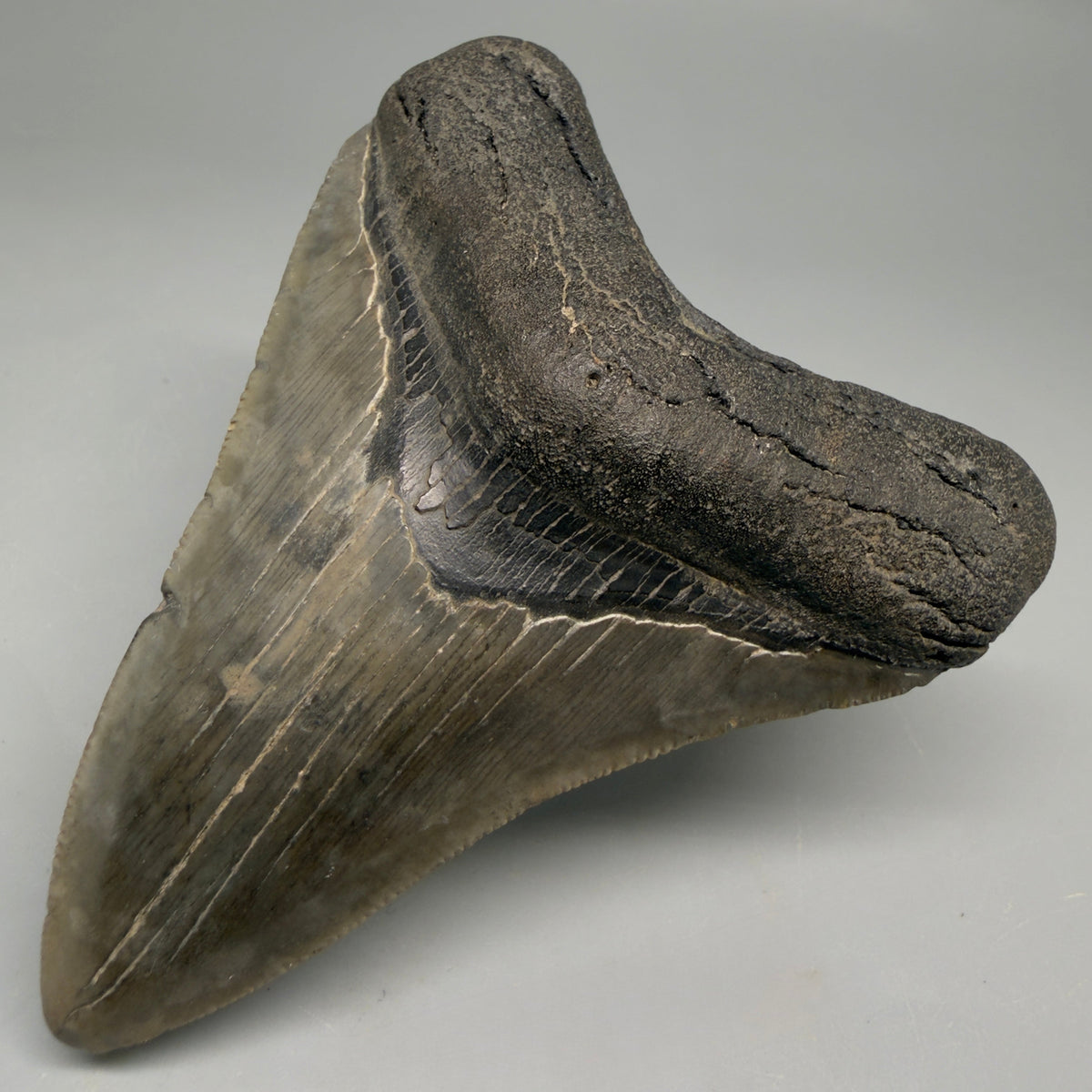 Front Right View Colorful 3.50" Fossil Megalodon Tooth from South Carolina megalodonteeth.com CM6564