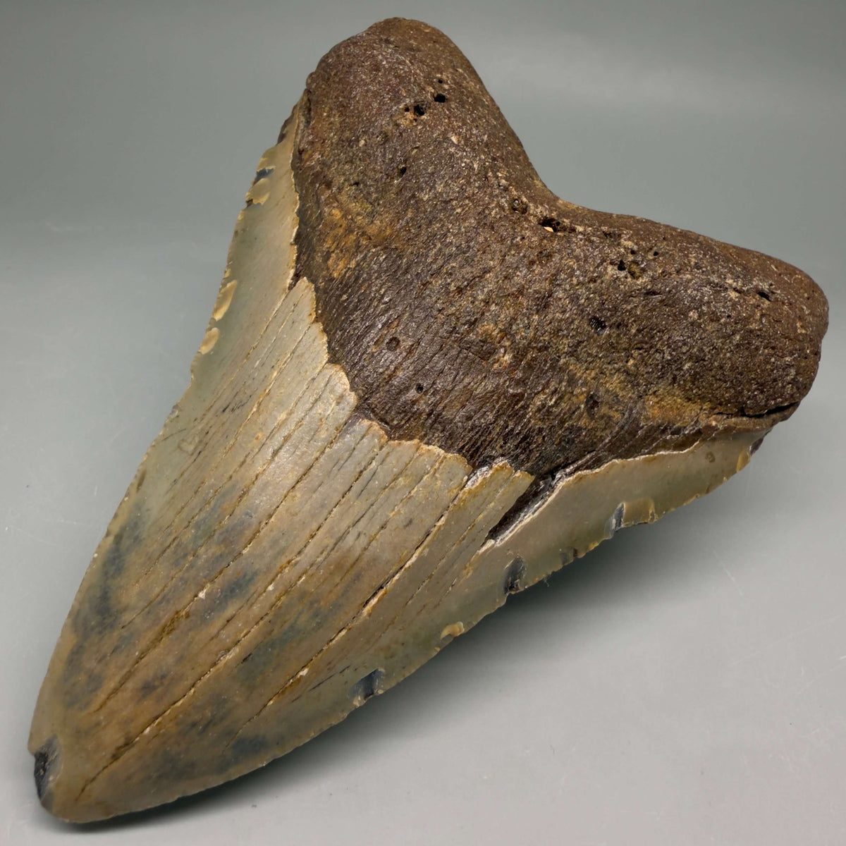 Front Right View Colorful, heart-shaped 5.07" Authentic Megalodon Tooth – North Carolina Fossil | Carcharocles megalodon megalodonteeth.com CM6719
