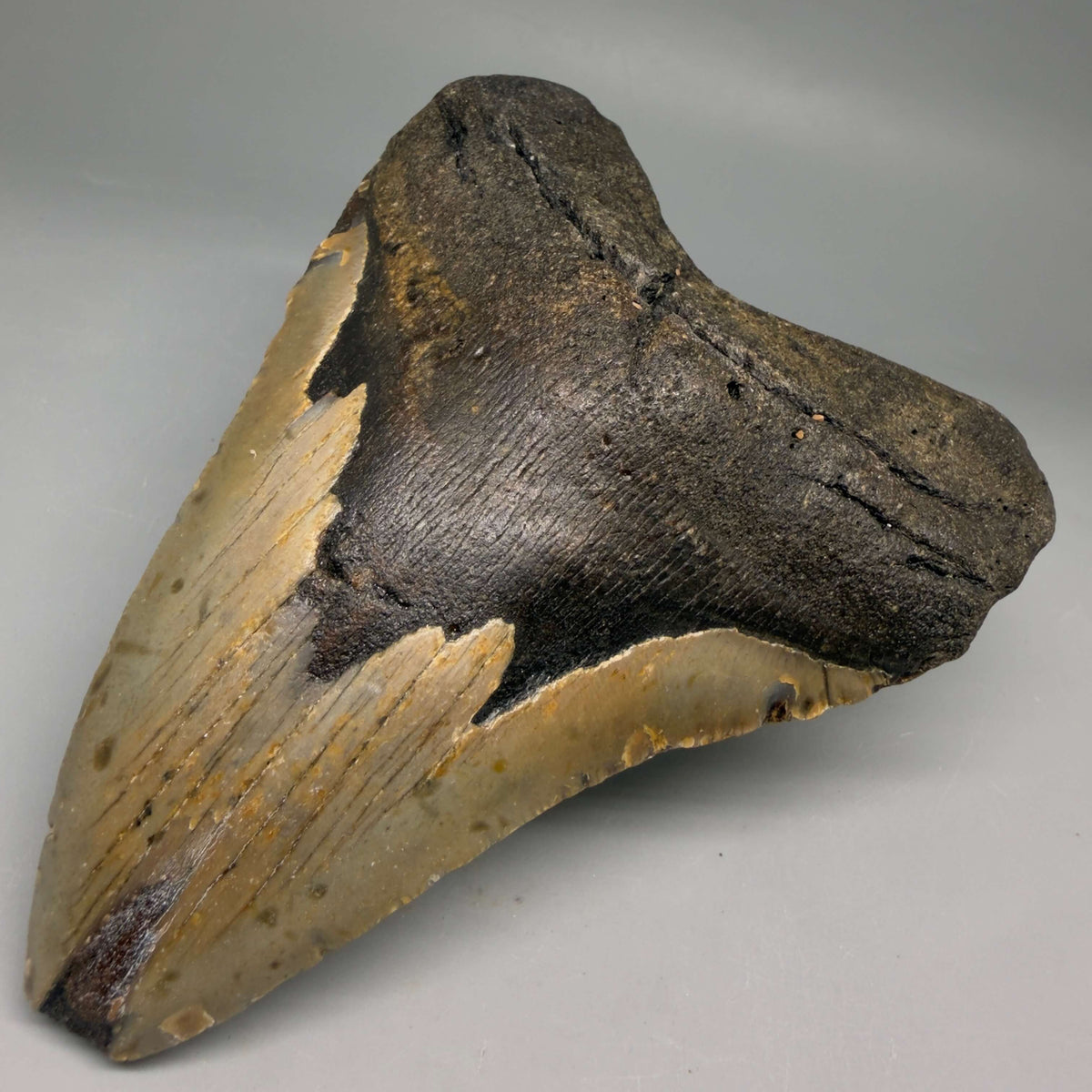 Front Right View Colorful, heart-shaped 5.17" Authentic Megalodon Tooth – North Carolina Fossil | Carcharocles megalodon megalodonteeth.com CM6711