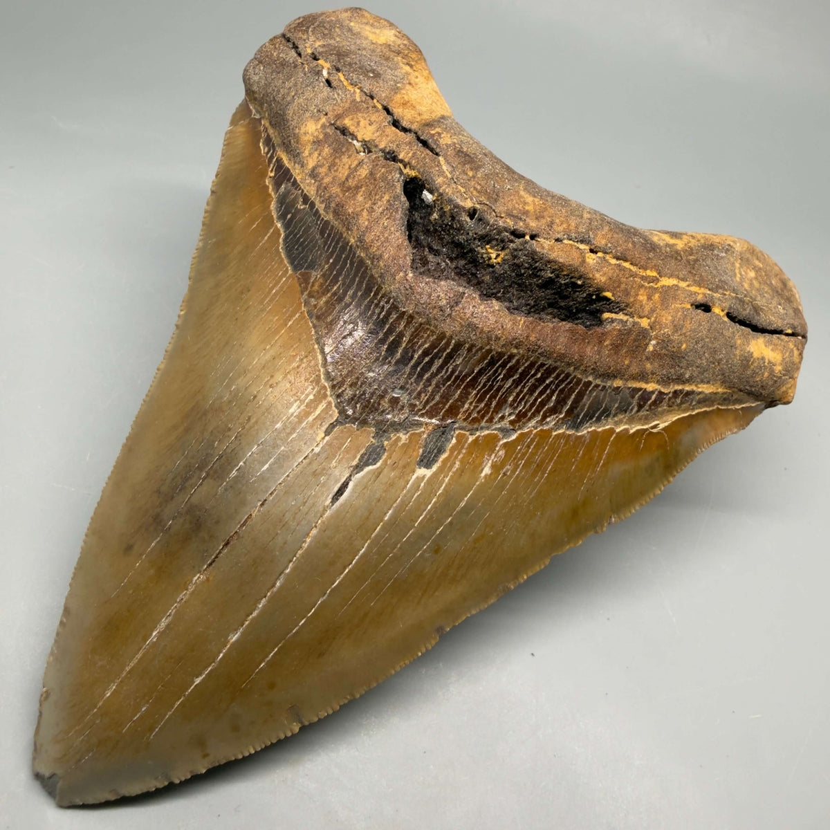 Front Right View Colorful, heart-shaped 5.90" Authentic Megalodon Tooth – North Carolina Fossil | Carcharocles megalodon megalodonteeth.com CM6718 
