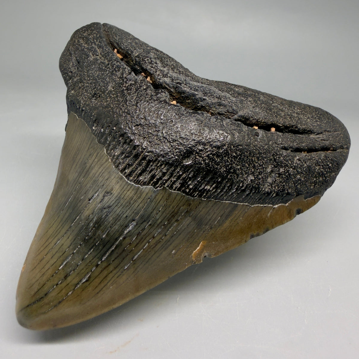 Front Right View Colorful, lateral 3.86" Fossil Megalodon Tooth from South Carolina megalodonteeth.com CM6573