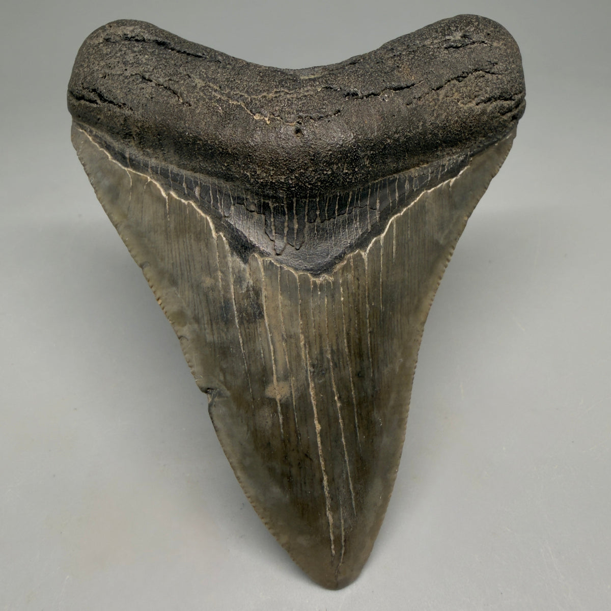 Front View Colorful 3.50" Fossil Megalodon Tooth from South Carolina megalodonteeth.com CM6564