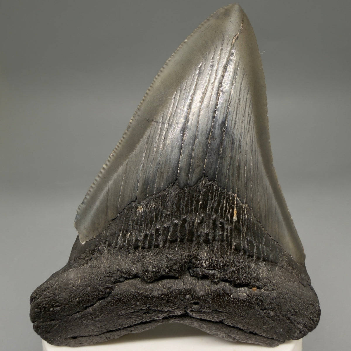 Front View Colorful 3.54" Fossil Megalodon Tooth from South Carolina megalodonteeth.com CM6562