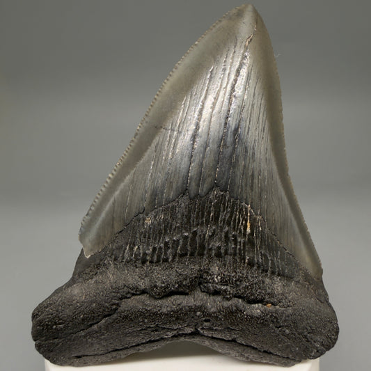 Front View Colorful 3.54" Fossil Megalodon Tooth from South Carolina megalodonteeth.com CM6562