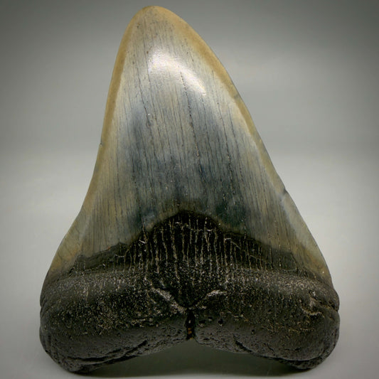 Front View Colorful 3.80" Fossil Megalodon Tooth from South Carolina megalodonteeth.com CM6570