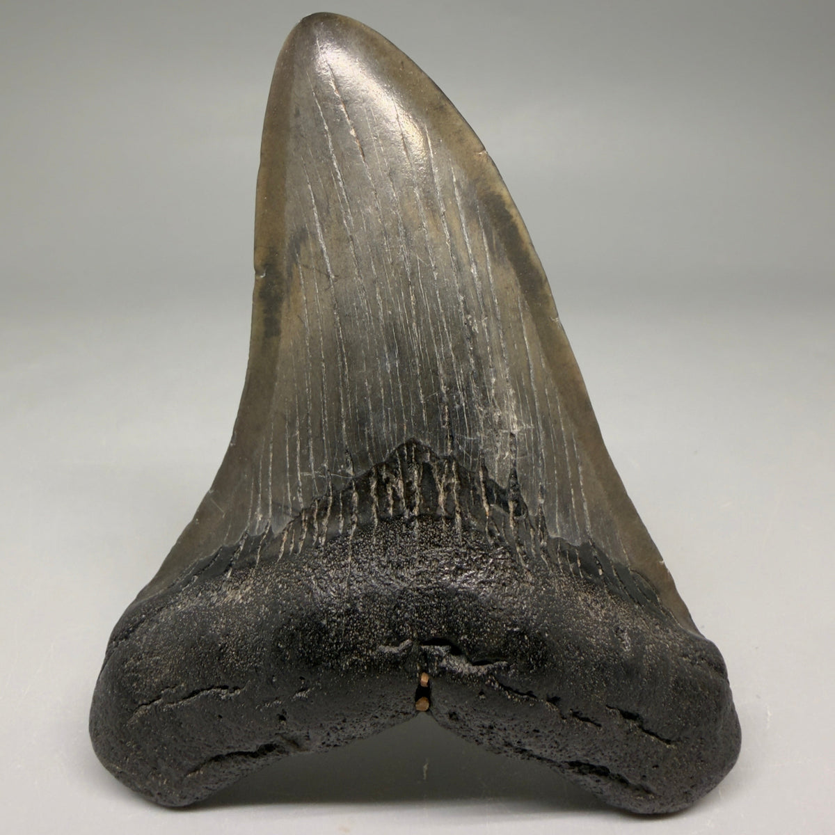 Front View Colorful 3.92" Fossil Megalodon Tooth from South Carolina megalodonteeth.com CM6569