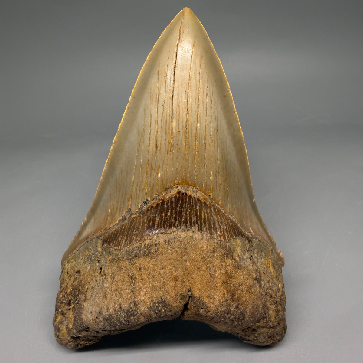 Front View Colorful 4.95" Authentic Megalodon Tooth – North Carolina Fossil | Carcharocles megalodon megalodonteeth.com CM6660 - 2