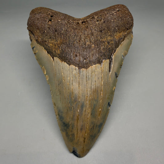 Front View Colorful, heart-shaped 5.07" Authentic Megalodon Tooth – North Carolina Fossil | Carcharocles megalodon megalodonteeth.com CM6719