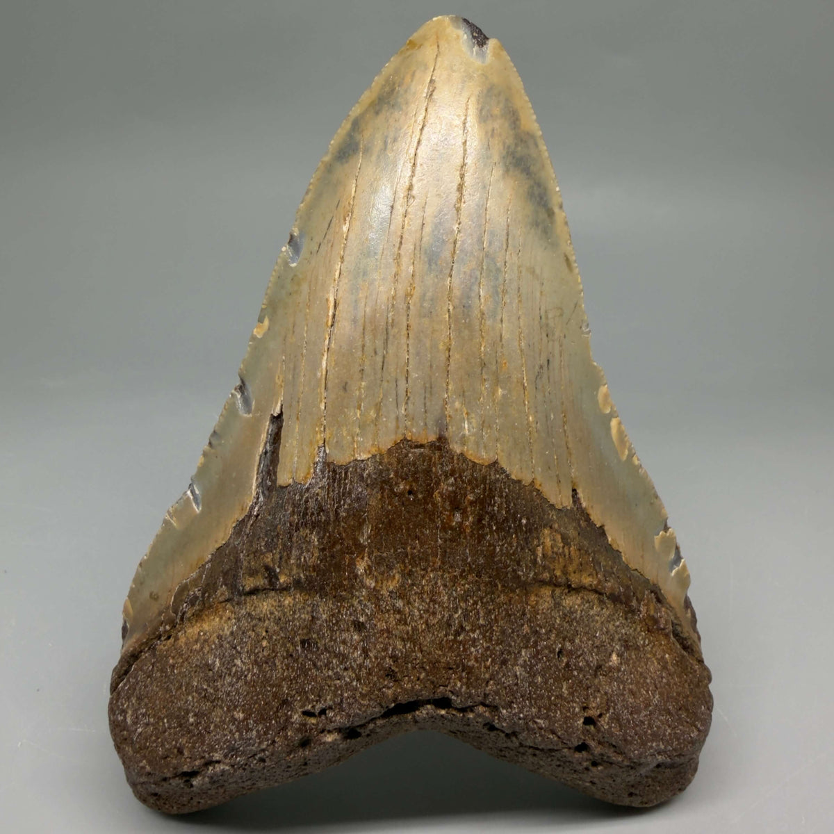 Front View Colorful, heart-shaped 5.07" Authentic Megalodon Tooth – North Carolina Fossil | Carcharocles megalodon megalodonteeth.com - 1