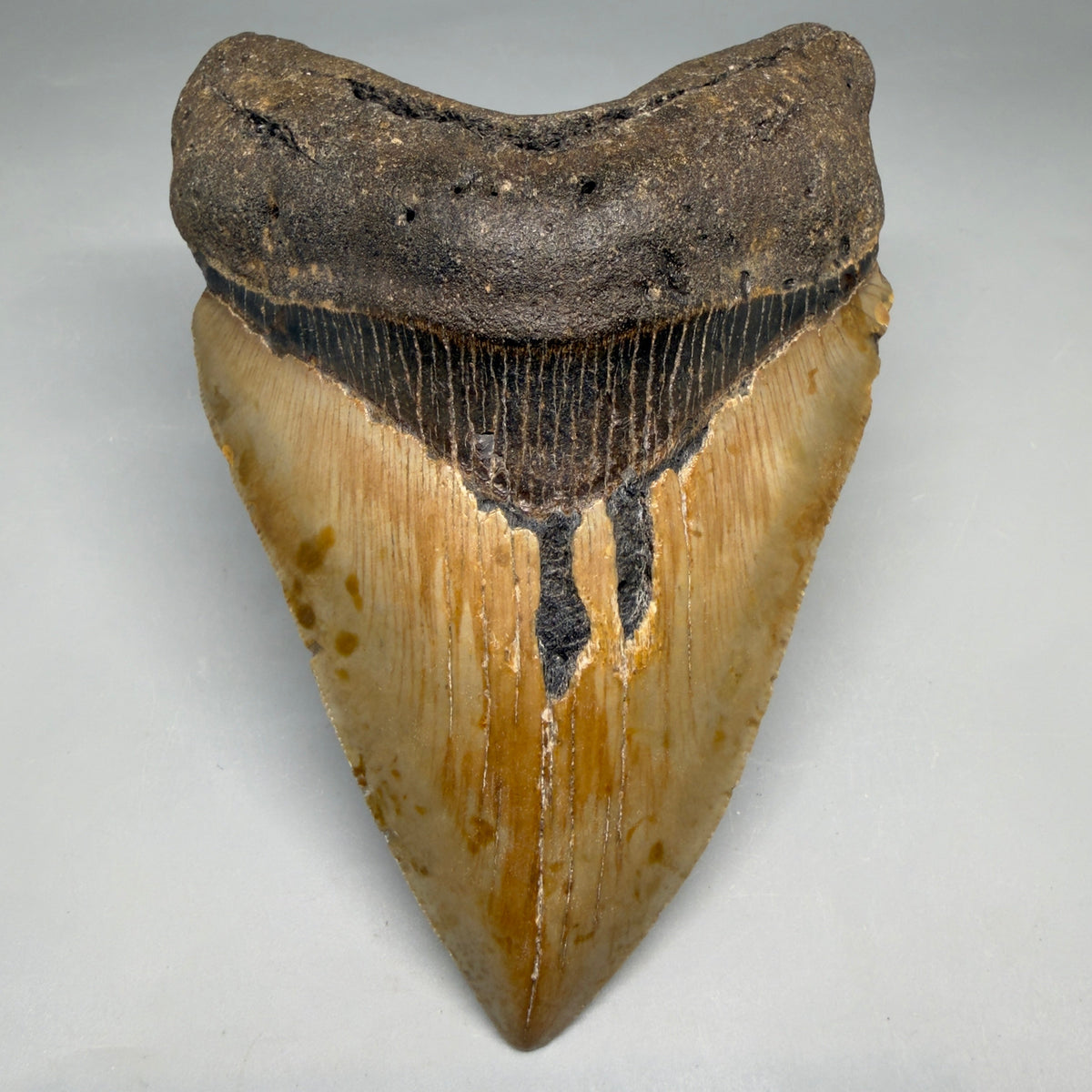 Front View Colorful, heart-shaped 5.14" Authentic Megalodon Tooth – North Carolina Fossil | Carcharocles megalodon megalodonteeth.com CM6721