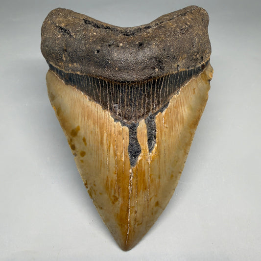 Front View Colorful, heart-shaped 5.14" Authentic Megalodon Tooth – North Carolina Fossil | Carcharocles megalodon megalodonteeth.com CM6721