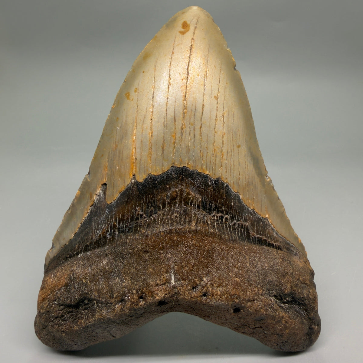 Front View Colorful, heart-shaped 5.19" Authentic Megalodon Tooth – North Carolina Fossil | Carcharocles megalodon megalodonteeth.com CM6714