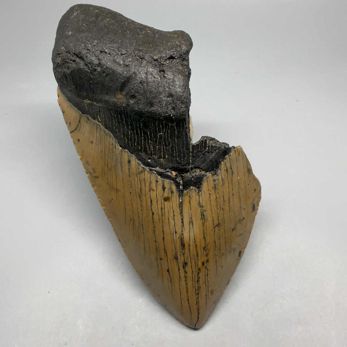 Front View Colorful, heart-shaped 5.48" Authentic Megalodon Tooth – North Carolina Fossil | Carcharocles megalodon megalodonteeth.com CM6710 - 1