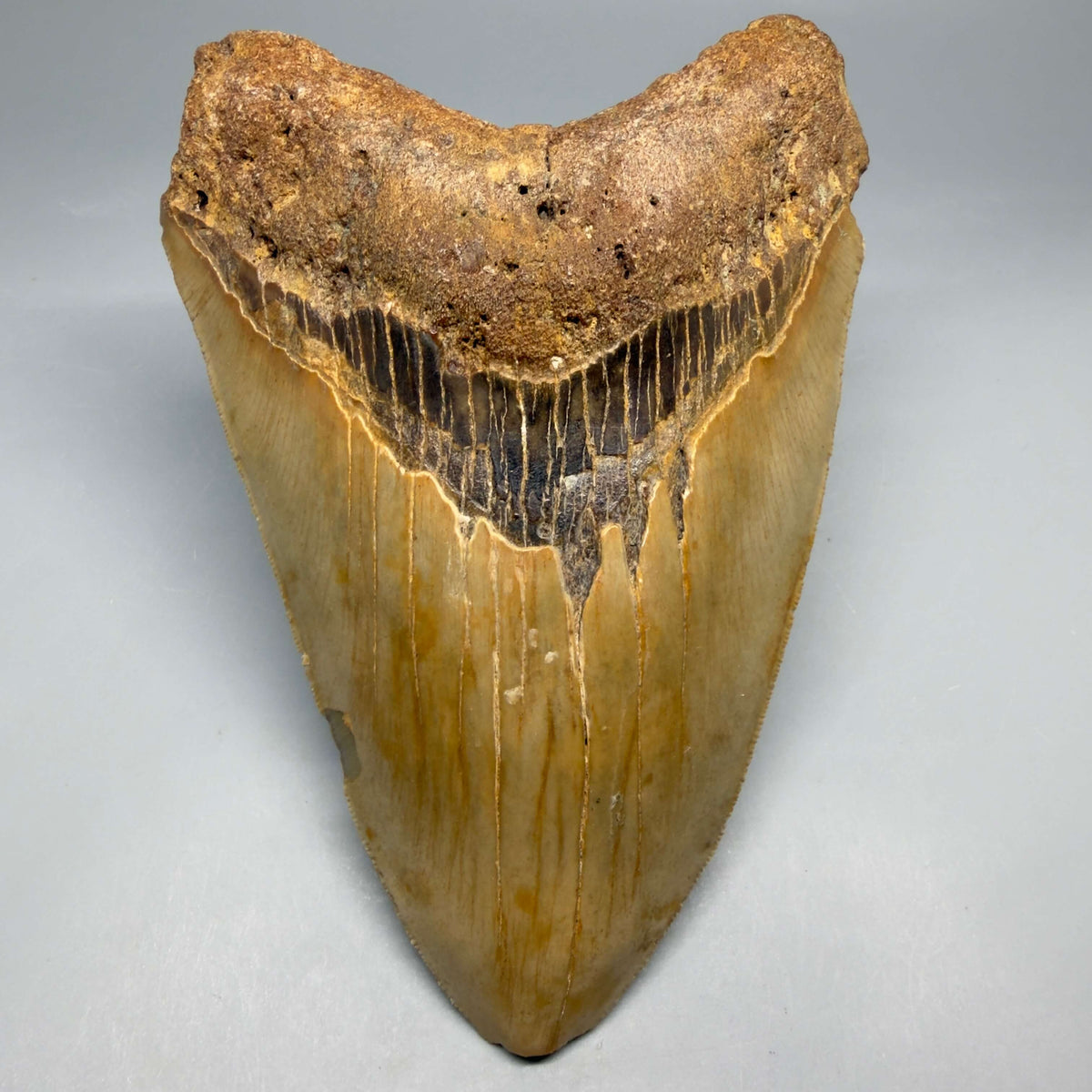 Front View Colorful, heart-shaped 5.73" Authentic Megalodon Tooth – North Carolina Fossil | Carcharocles megalodon megalodonteeth.com CM6717