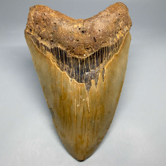 Front View Colorful, heart-shaped 5.73" Authentic Megalodon Tooth – North Carolina Fossil | Carcharocles megalodon megalodonteeth.com CM6717
