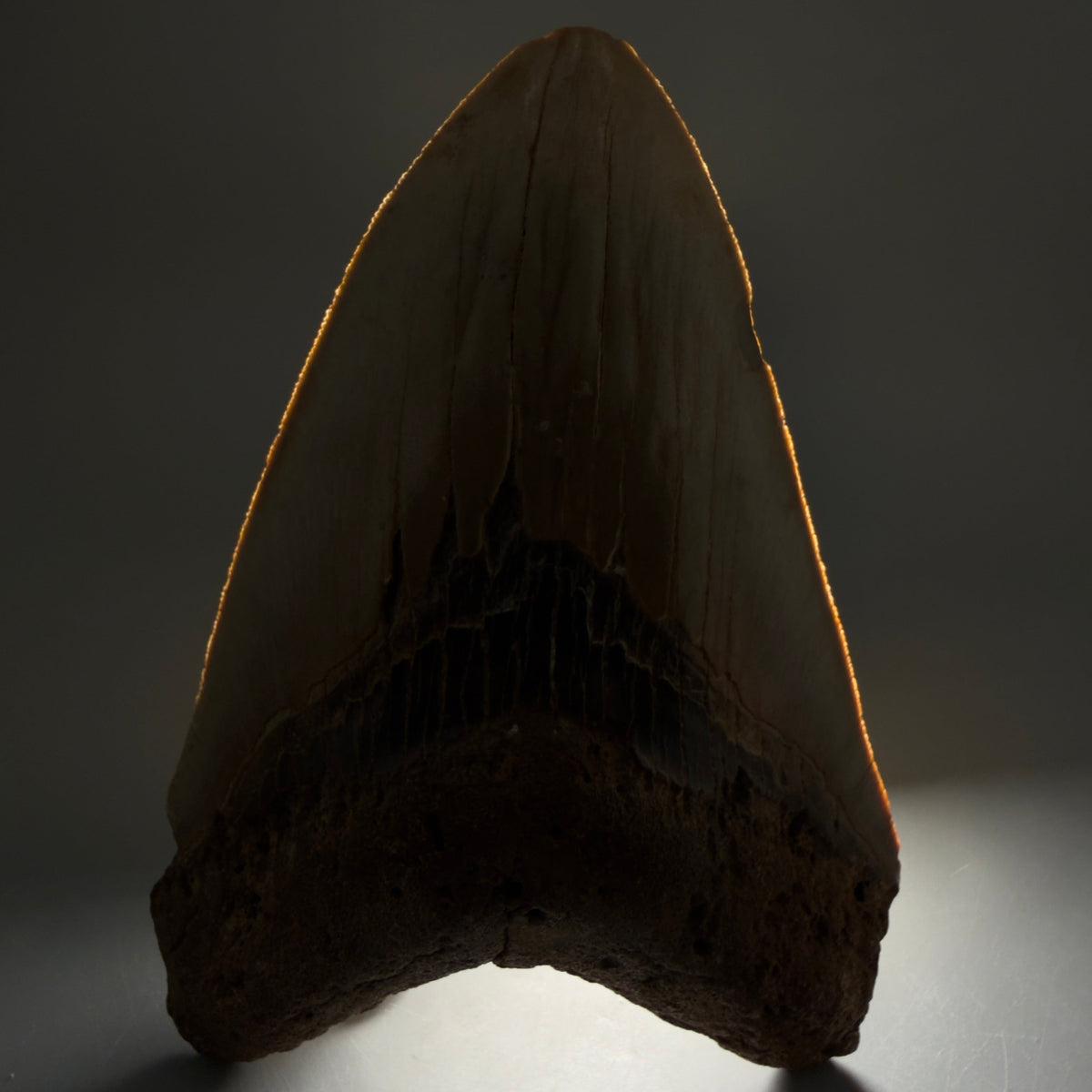 Front View Colorful, heart-shaped 5.73" Authentic Megalodon Tooth – North Carolina Fossil | Carcharocles megalodon megalodonteeth.com CM6717 - 1