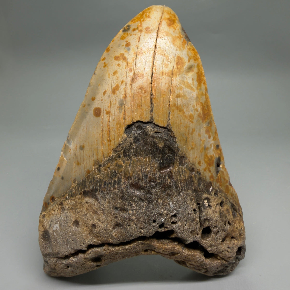 Front View Colorful, heart-shaped 5.75" Authentic Megalodon Tooth – North Carolina Fossil | Carcharocles megalodon megalodonteeth.com CM6716 - 1