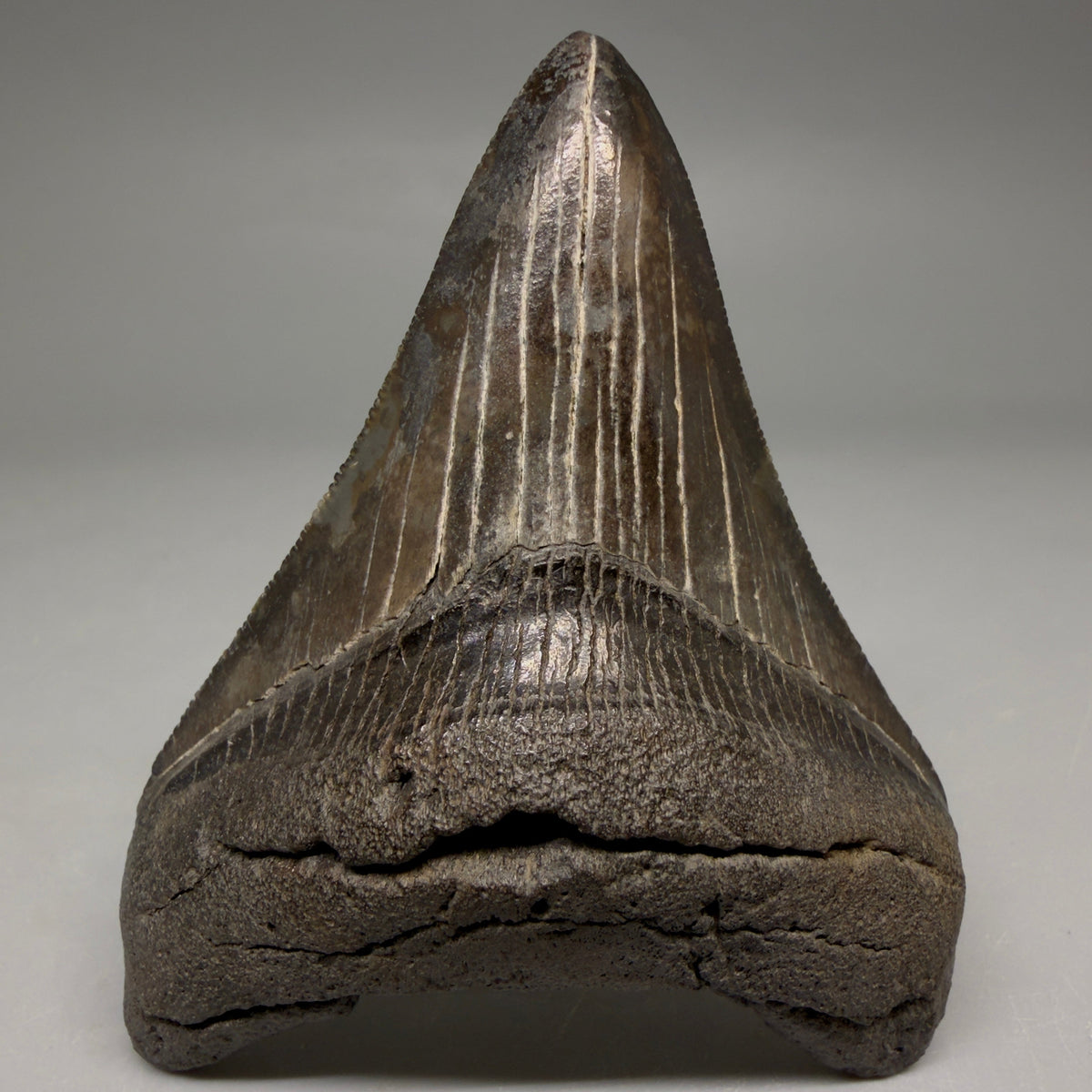 Front View Colorful, serrated 3.24" Fossil Megalodon Tooth from South Carolina megalodonteeth.com CM6558
