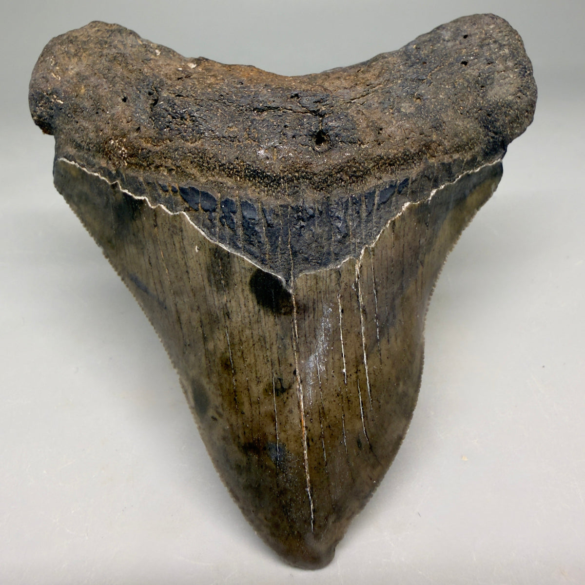 Front View Rarely Offered Deformed (Pathological) 3.40" Fossil Megalodon Shark Tooth from South Carolina megalodonteeth.com CM6560 - 2