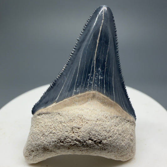 Gorgeous Colors 1.87" Sharply Serrated Fossil Megalodon Tooth from Bone Valley, FL MJ193 - Front