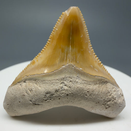 Gorgeous prints 1.47" Sharply Serrated Fossil Megalodon Tooth from Bone Valley, FL CM192 - Front