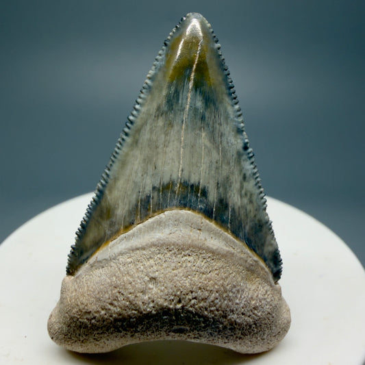 Gorgeous prints 1.89" Sharply Serrated Fossil Megalodon Tooth from Bone Valley, FL MJ194 - Front