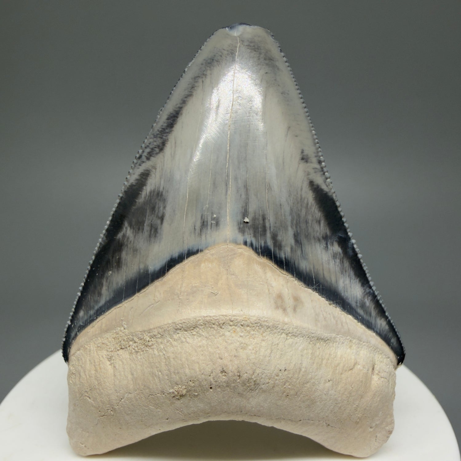 Gorgeous prints 2.43" Sharply Serrated Fossil Megalodon Tooth from Bone Valley, FL MJ191 - Front