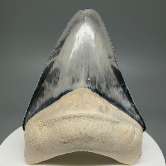 Gorgeous prints 2.43" Sharply Serrated Fossil Megalodon Tooth from Bone Valley, FL MJ191 - Front