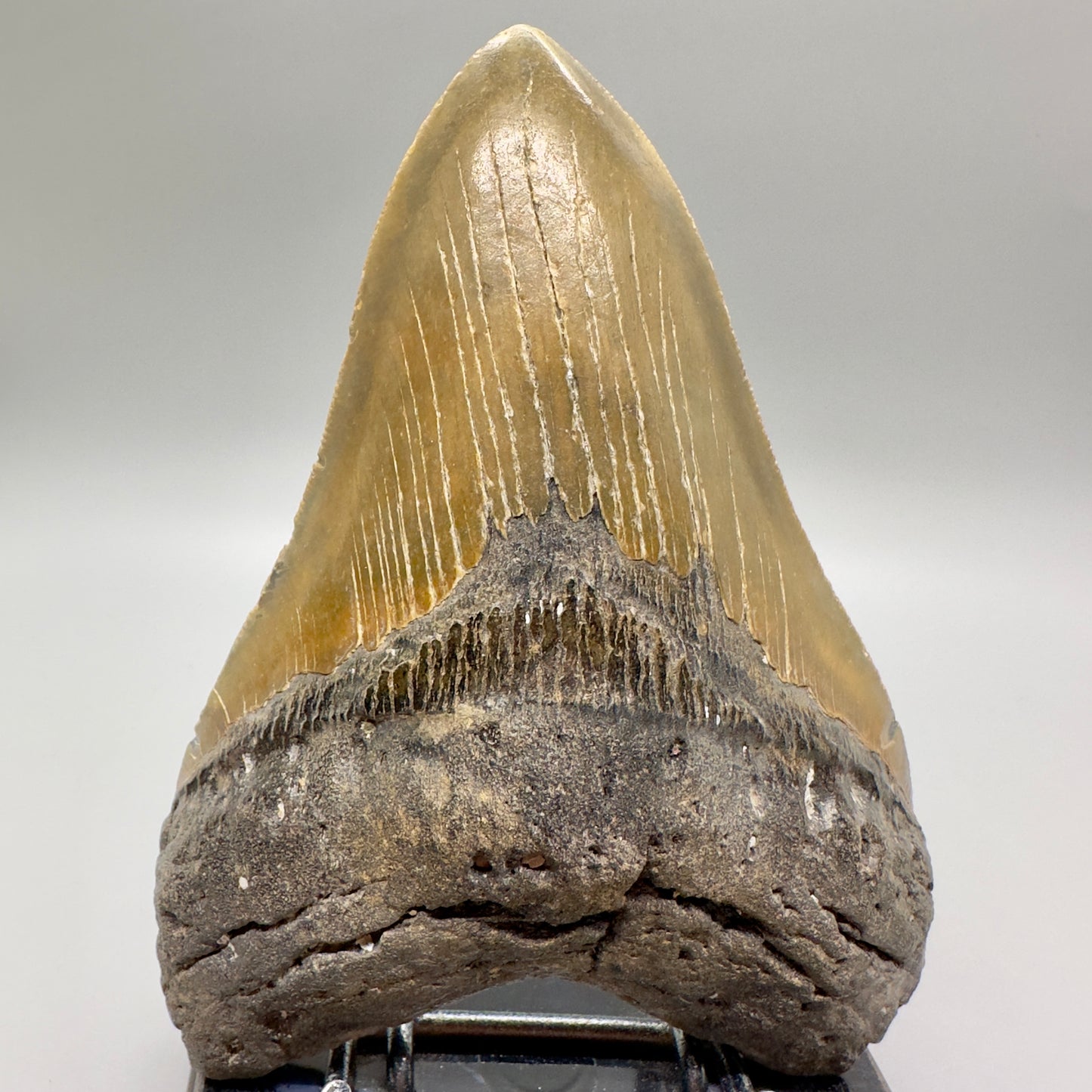 Gorgeous colors 5.44" Fossil Megalodon Tooth - North Carolina MJ107 - Front