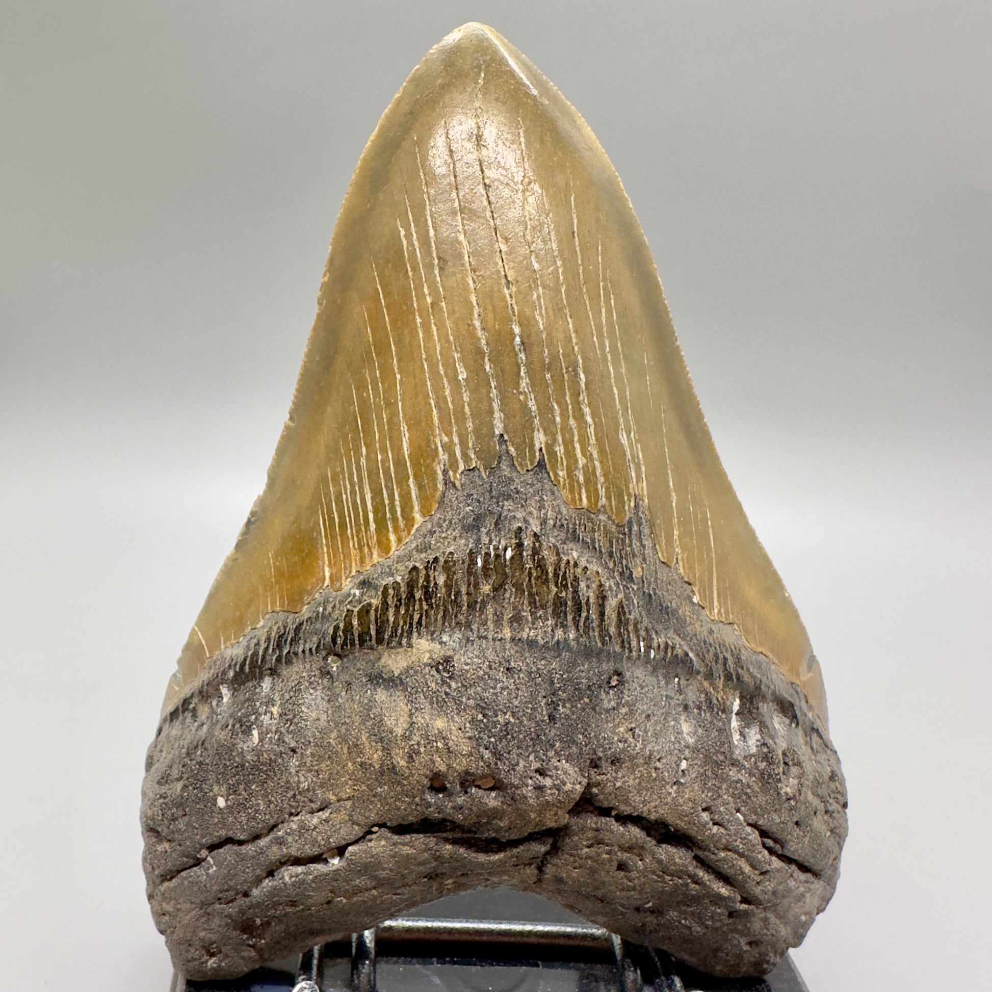 Gorgeous colors 5.44" Fossil Megalodon Tooth - North Carolina MJ107 - Front