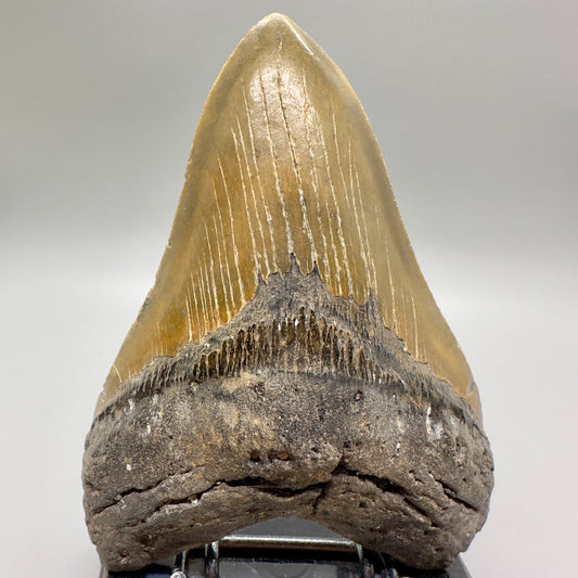 Gorgeous colors 5.44" Fossil Megalodon Tooth - North Carolina MJ107 - Front