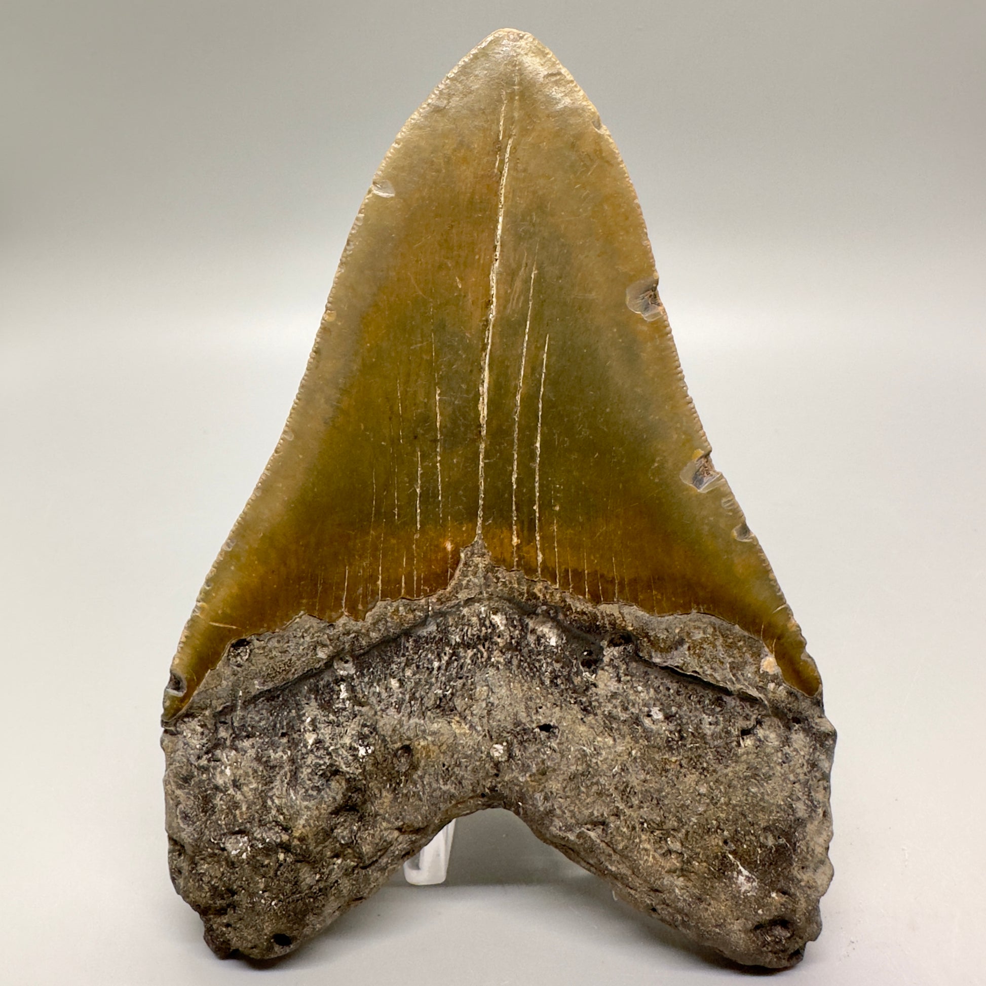 Gorgeous colors 5.44" Fossil Megalodon Tooth - North Carolina MJ107 - Back