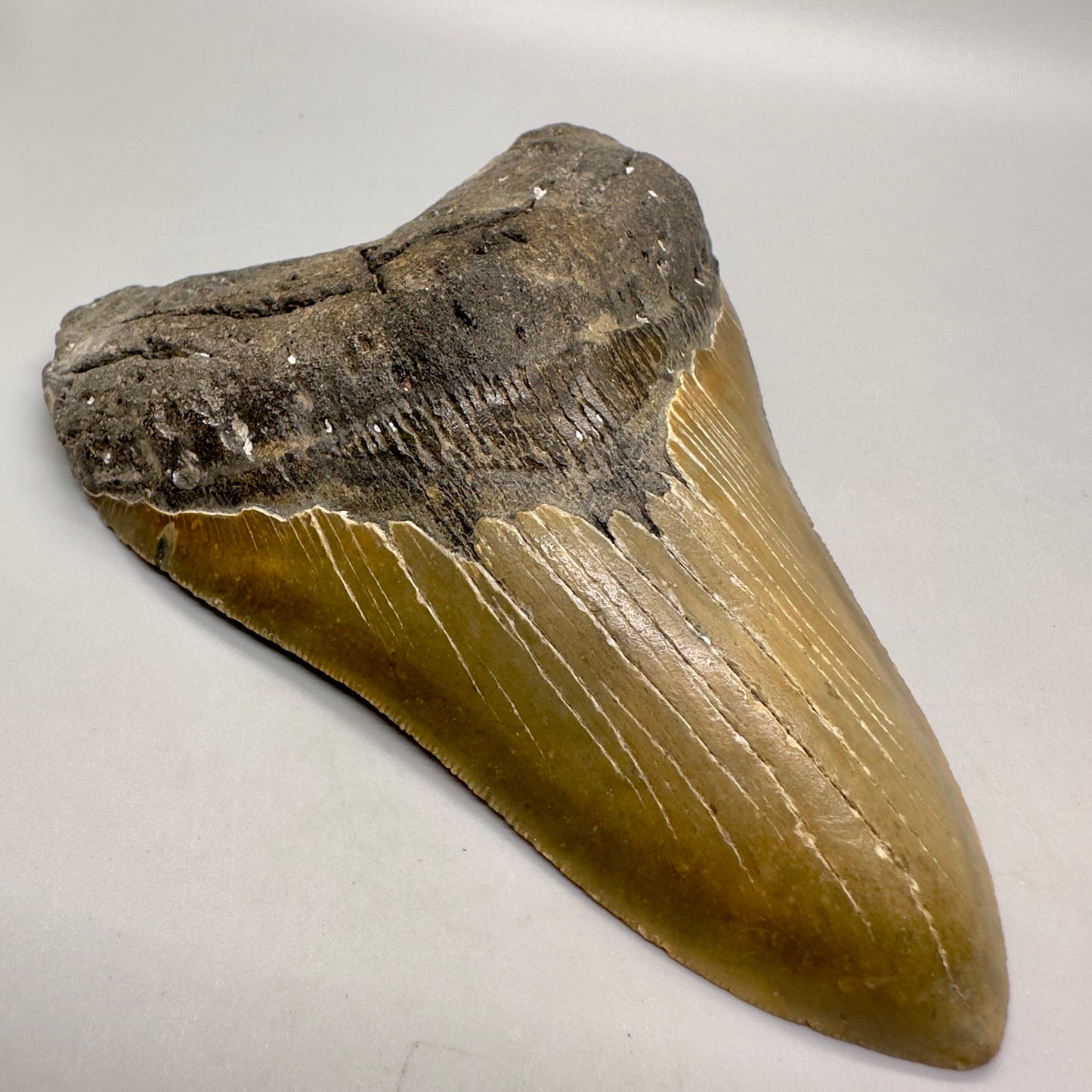 Gorgeous colors 5.44" Fossil Megalodon Tooth - North Carolina MJ107 - Front left