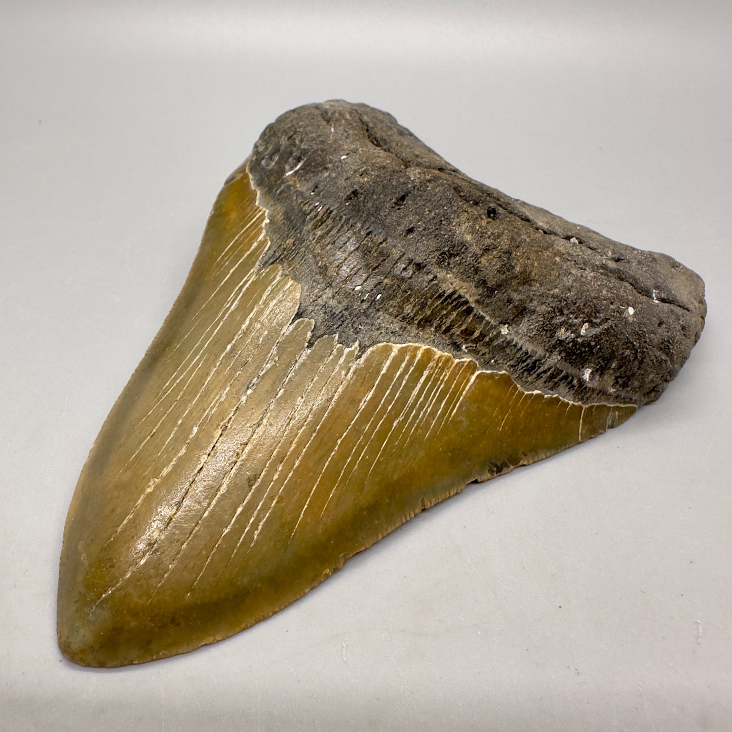 Gorgeous colors 5.44" Fossil Megalodon Tooth - North Carolina MJ107 - Front Right