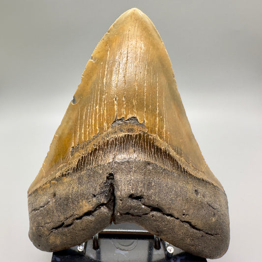 EXTRA LARGE 6.07" Fossil Megalodon Tooth - Wilmington North Carolina MJ108 - Front 