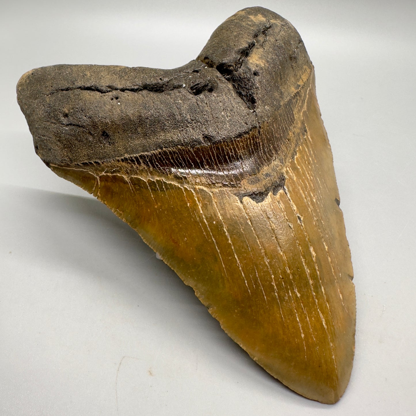 EXTRA LARGE 6.07" Fossil Megalodon Tooth - Wilmington North Carolina MJ108 - Front  left