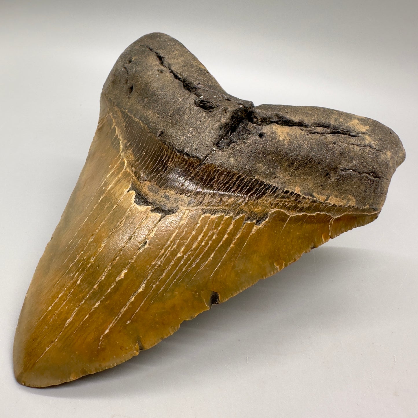 EXTRA LARGE 6.07" Fossil Megalodon Tooth - Wilmington North Carolina MJ108 - Front right