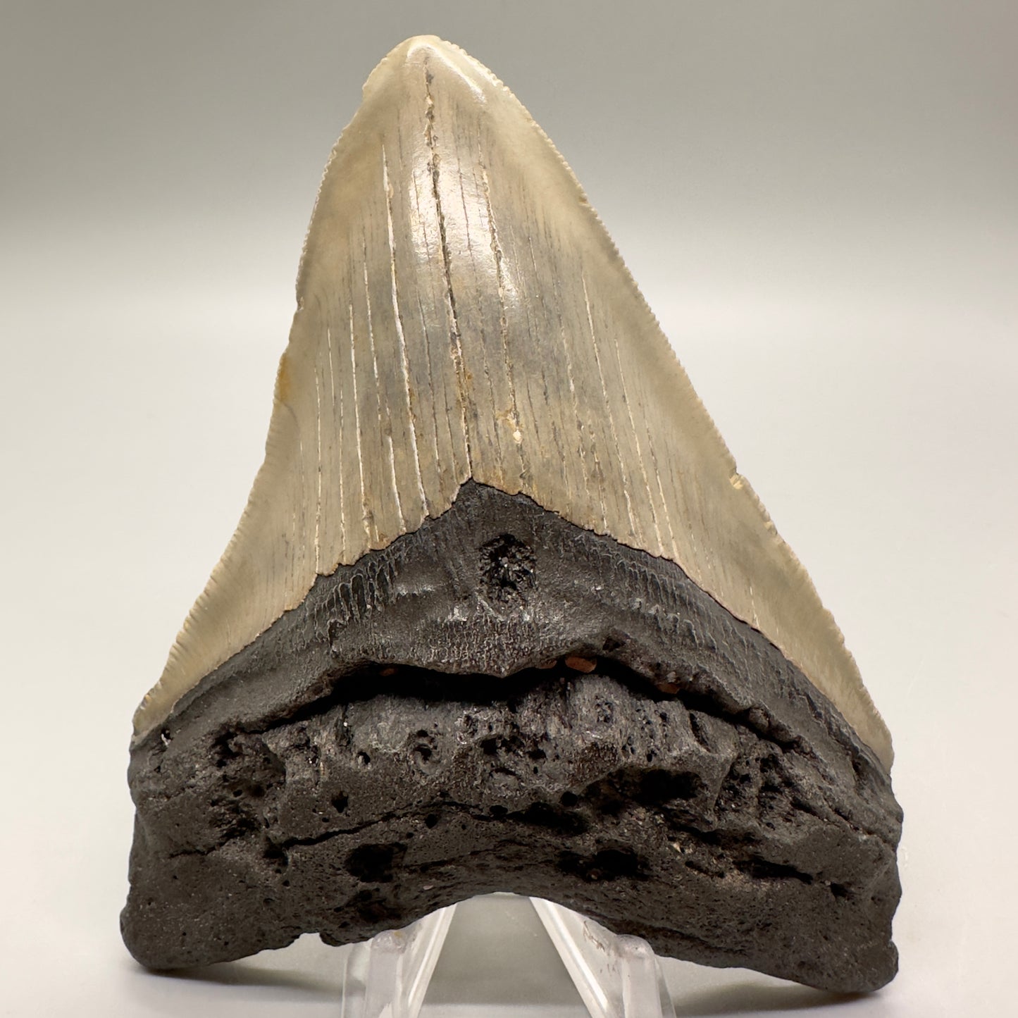 Colorful, sharply serrated 4.73" Fossil Megalodon Tooth from North Carolina MJ106 - Front