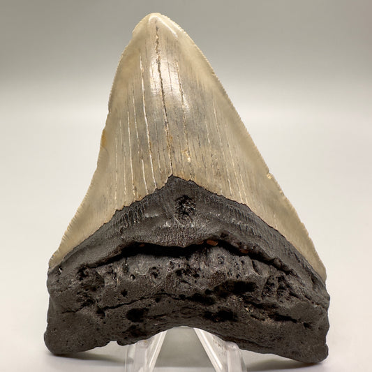 Colorful, sharply serrated 4.73" Fossil Megalodon Tooth from North Carolina MJ106 - Front