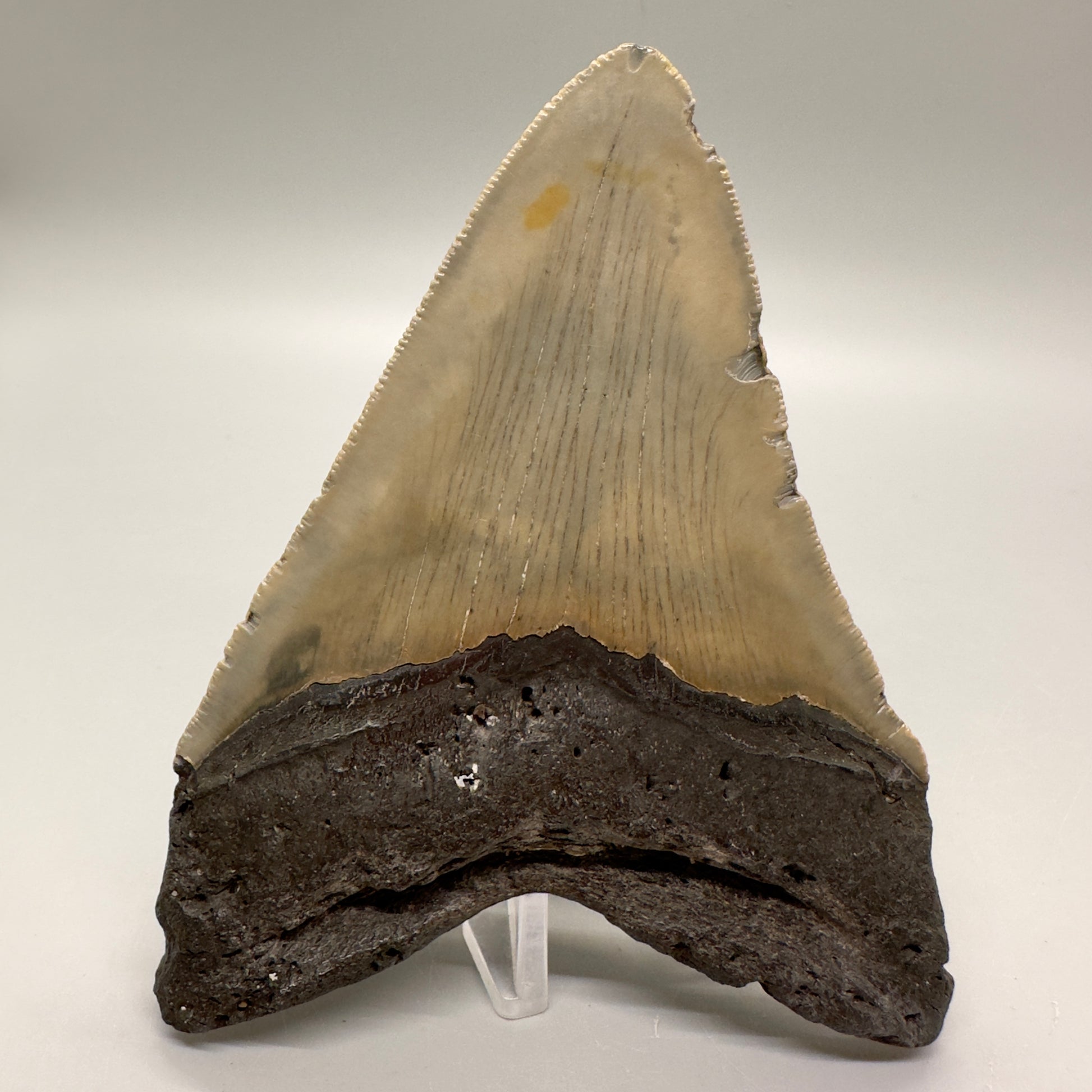 Colorful, sharply serrated 4.73" Fossil Megalodon Tooth from North Carolina MJ106 - Back