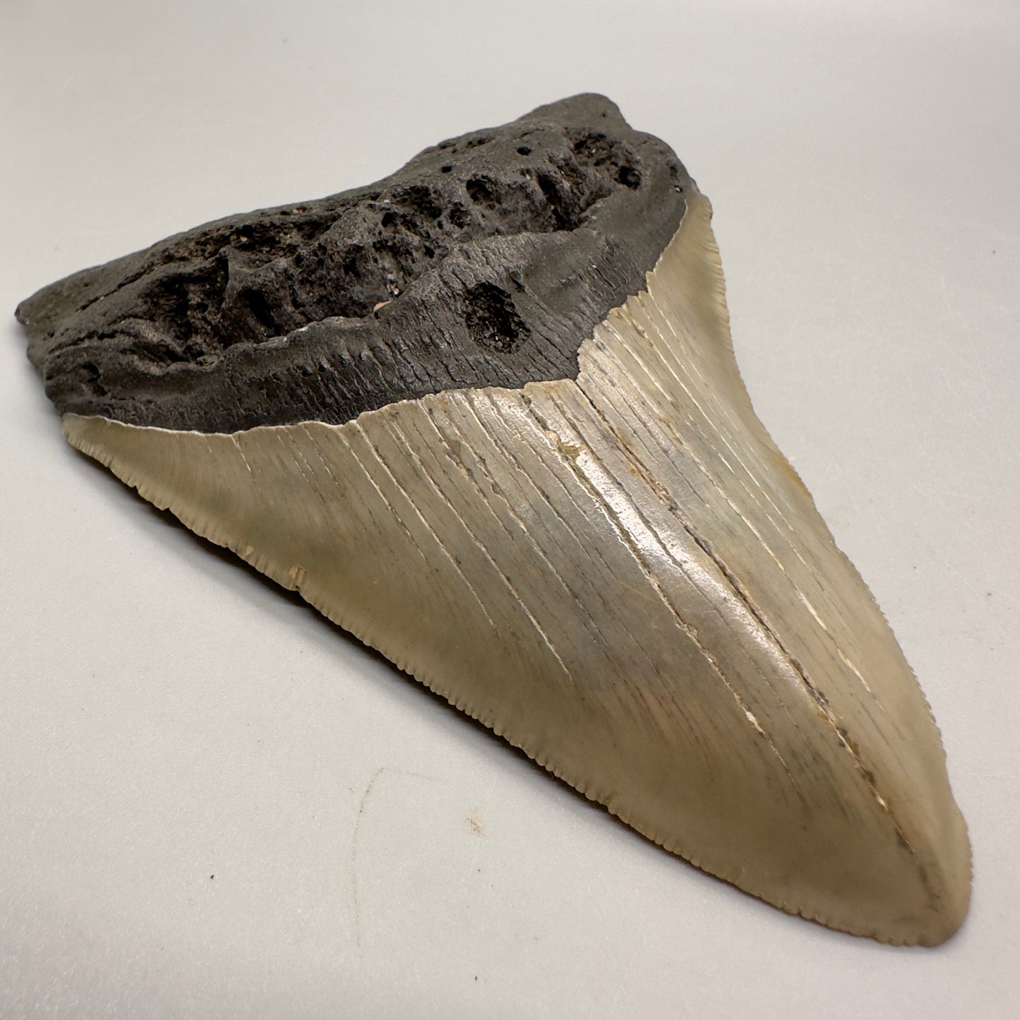 Colorful, sharply serrated 4.73" Fossil Megalodon Tooth from North Carolina MJ106 - Front left